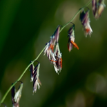 Sideoats Grama