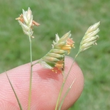 Buffalograss