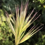 Bromus madritensis