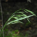 Bromus nottowayanus