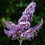 Buddleja davidii