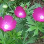 Purple Poppy Mallow