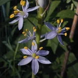 Camassia angusta