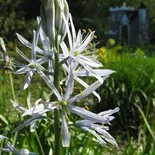 Camassia cusickii