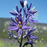 Camassia leichtlinii