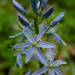 Camassia scilloides