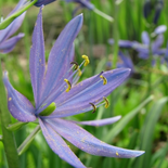 Camassia Lindl.