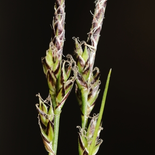 White Tinge Sedge