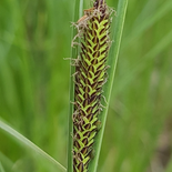 Carex aquatilis
