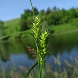 Carex atherodes