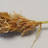Meadow Sedge