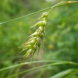 Long Beaked Sedge