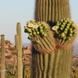 Carnegiea gigantea
