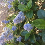 California Lilac