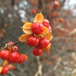 Celastrus orbiculatus