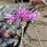 Centaurea stoebe