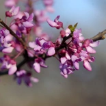 Texas Redbud