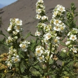 Fernbush