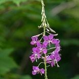 Chamerion angustifolium