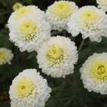 Chrysanthemum ×morifolium
