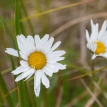 Chrysanthemum arcticum