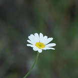 Chrysanthemum cinerariifolium