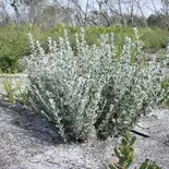 Chrysopsis floridana