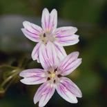 Claytonia L.