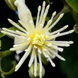 Clematis virginiana