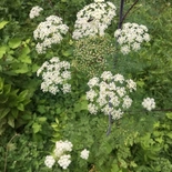 Conium maculatum