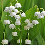 Convallaria majalis