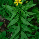 Coreopsis major