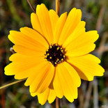 Coreopsis L.
