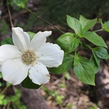 Cornus nuttallii