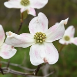 Cornus L.