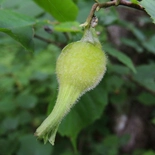 Corylus cornuta