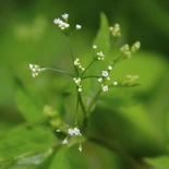 Cryptotaenia canadensis
