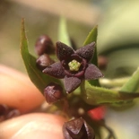 Cynanchum louiseae