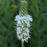 Dalea candida