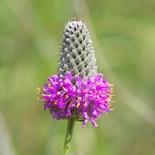 Purple Prairie Clover