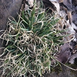 Danthonia spicata