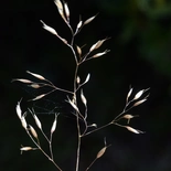 Deschampsia flexuosa