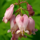 Pacific Bleeding Heart