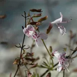 Dicerandra frutescens