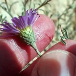 Hoary Aster