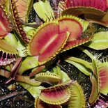 Dionaea muscipula