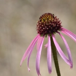 Pale Purple Coneflower
