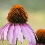 Purple Coneflower