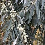 Elaeagnus angustifolia