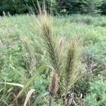 Elymus glabriflorus